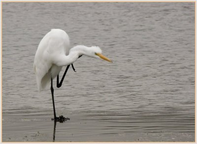 great egret mal 3.jpg