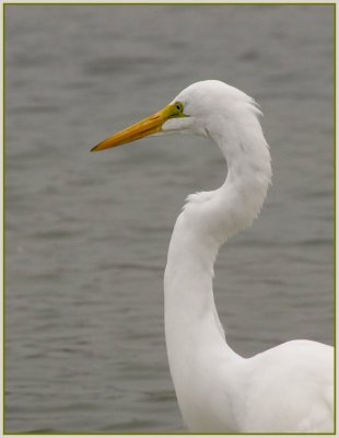 great egret mal 4.jpg