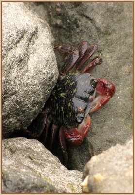 purple_shore_crab__0910