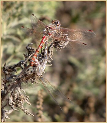 variegated meadowhawks in wheel.jpg