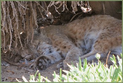 Snoozing Bobcat at the LA Arboretum