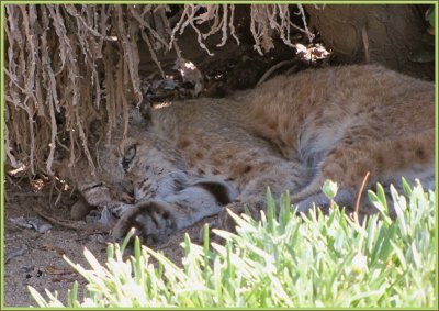 Snoozing Bobcat at the LA Arboretum