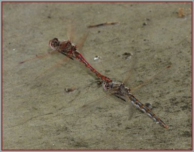 variegated meadowhawks laying eggs.jpg