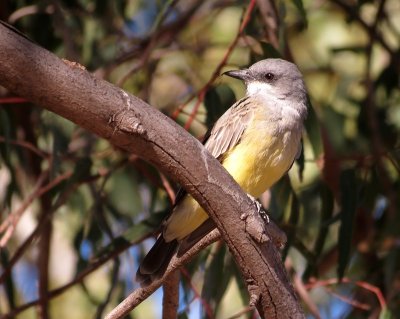 western kingbird nc.jpg