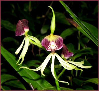 orchid 3.jpg