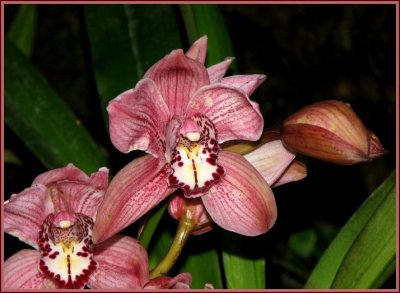 orchid 6.jpg