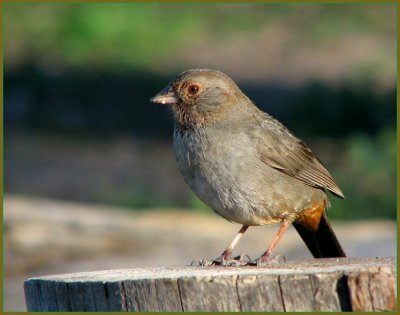 ca towhee.jpg