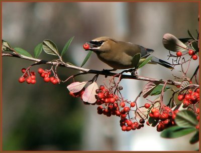 waxwing.jpg