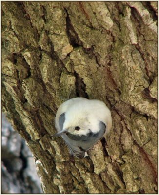 misc_perching_birds_-_0408