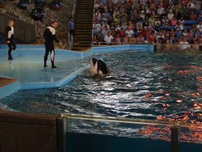 Sea World 看表演