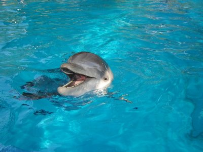 餵海豚