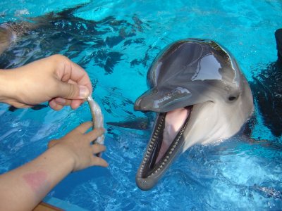 餵海豚