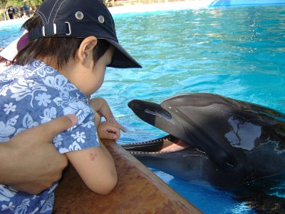 餵海豚
