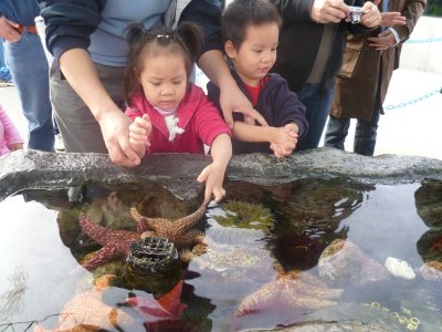 Long Beach 水族館摸海星海膽