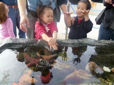 Long Beach 水族館摸海星海膽