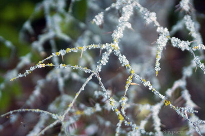 lichen