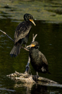 two cormorants