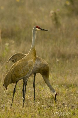 sandhill pair