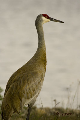 sandhill cranes