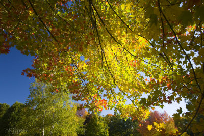 fall canopy