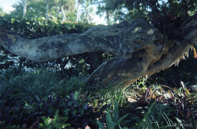 alligator tree in 6 by 9