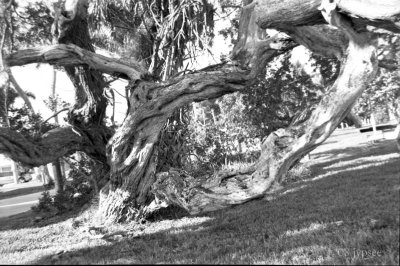 bokeelia tree