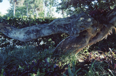 aligator tree number 2