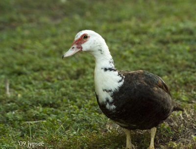 curious muscovy