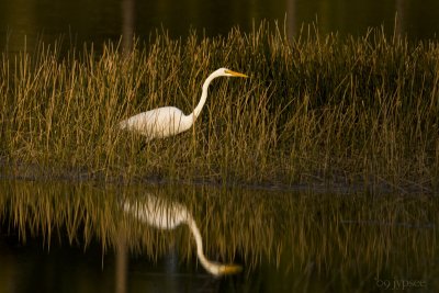 great egret reflected at dusk