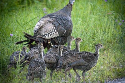 turkey hen and her chicks