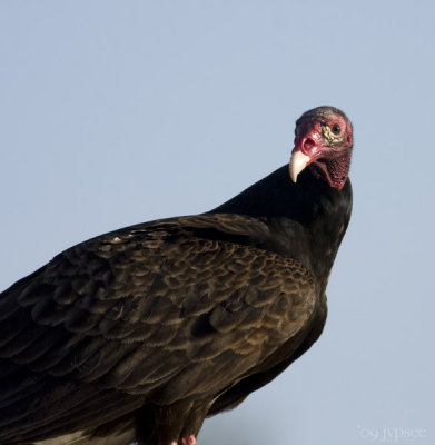 turkey vulture portrait