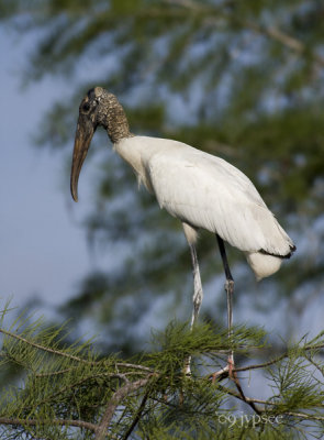 woodstork in young cypress