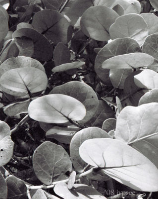 seagrape leaves