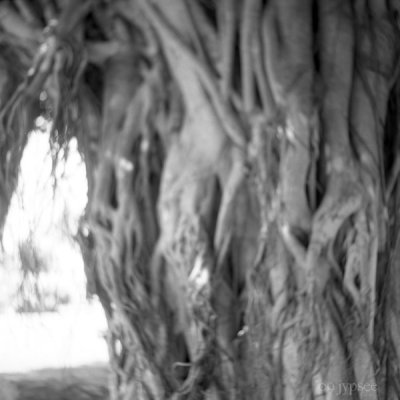 twisted banyan