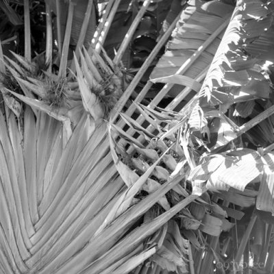fronds in the wind