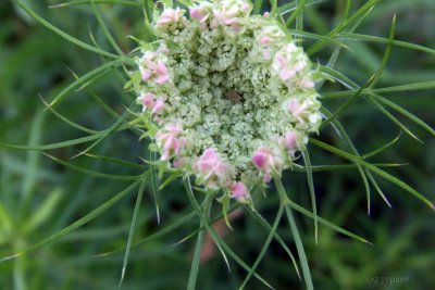 queen anne's lace in her pink gown