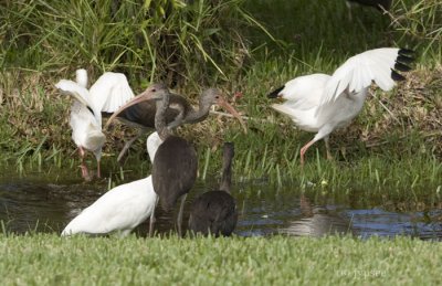 white ibis in the ditch behind my house