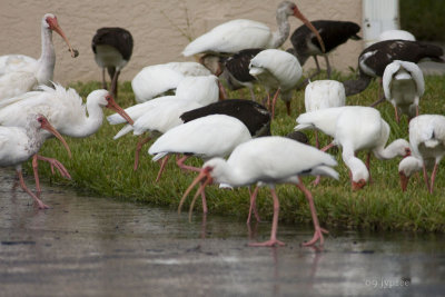 white ibis across the street