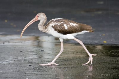 white ibis crossing the street