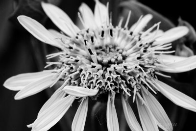 fleur noir et blanc