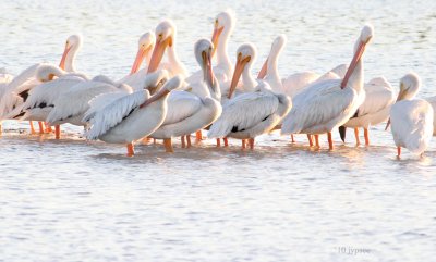 on the sandbar at low tide