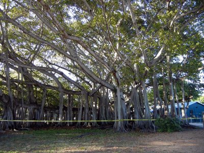 the banyan tree