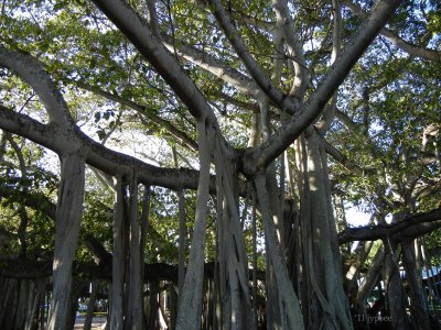 Edison Ford Banyan tree; limbs and prop roots