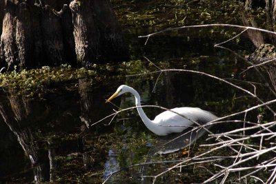 great egret