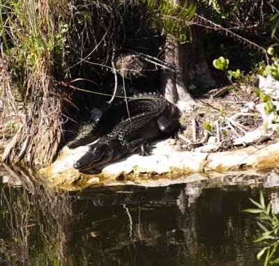 shiny alligator