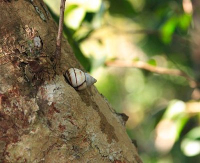 tree snail