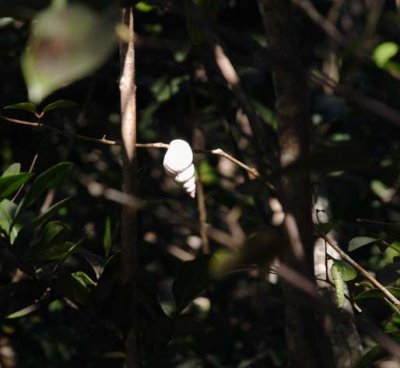 tree snail