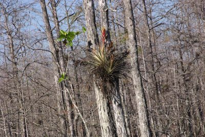 pine quill