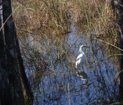 snowy egret