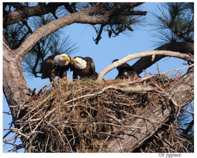 eagle pair at the nest